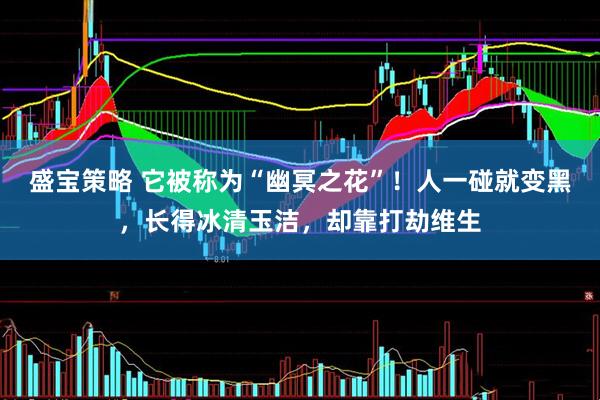 盛宝策略 它被称为“幽冥之花”！人一碰就变黑，长得冰清玉洁，却靠打劫维生